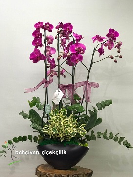 Dörtlü Mor Orkide Tasarımı